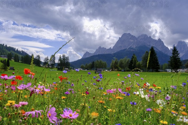 Wildflower meadow, in front of the Sesto Dolomites, Sesto Sundial, Sesto, Dolomites, Val Pusteria,