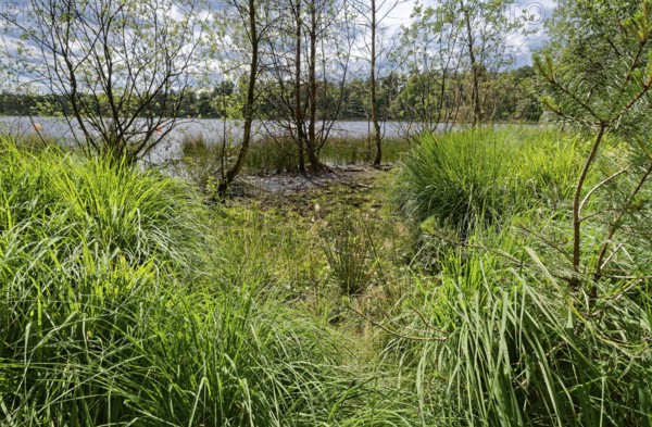 The Bullensee is located in a moorland area and is part of the Bullensee and Hemelsmoor nature