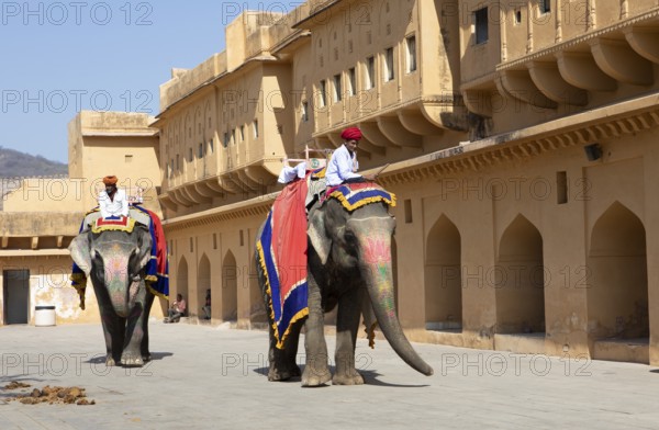 Indian mahouts on colourfully painted elephants in the Amber Fort or fortress, Jaipur, Rajasthan,