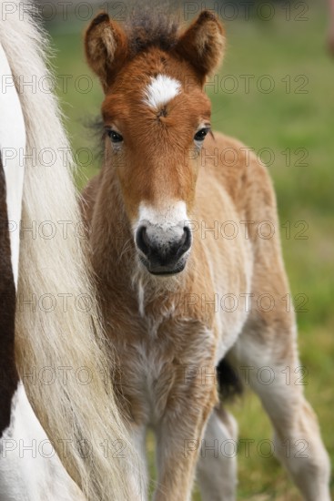 Young Icelandic stallion (Equus islandicus), foal in a meadow, colt, male, animal child,