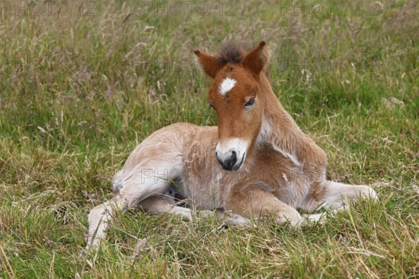Young Icelandic stallion (Equus islandicus), foal resting in a meadow, colt, male, animal child,