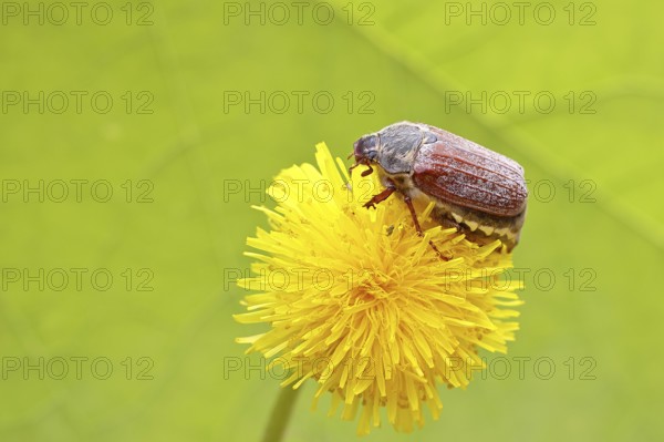 Cockchafer, field cockchafer (Melolontha melolontha), female on a dandelion (Taraxacum) flower,