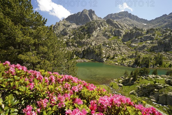 Azalea in bloom at the glacial lake Estany de les Obagues de Ratera or Lagunas Llosas in the