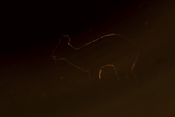 Chinese water deer (Hydropotes inermis) adult animal rim lit with backlighting at sunset standing