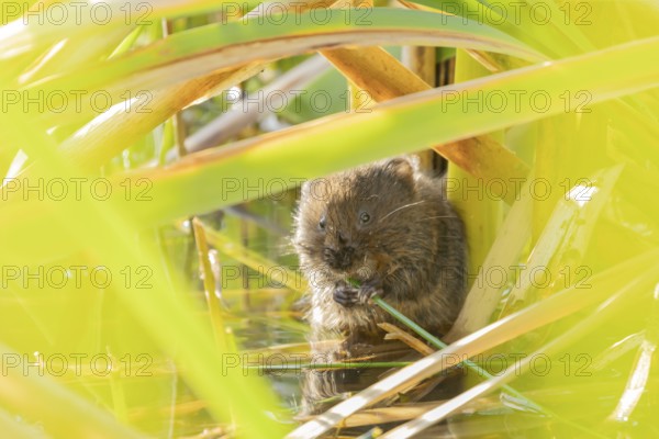 Water vole (Arvicola amphibius) adult animal feeding on a reed plant stem in a pond, England,