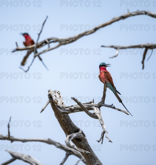 Scarlet Bee-eater (Merops nubicoides), two bee-eaters sitting on a dead tree in front of a blue