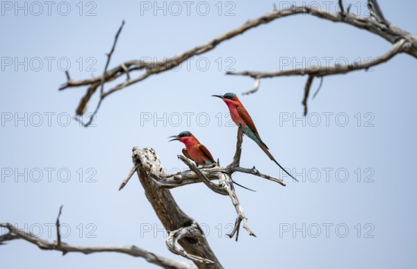 Scarlet Bee-eater (Merops nubicoides), two bee-eaters sitting on a dead tree in front of a blue