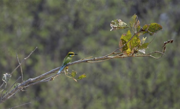 Swallowtail Bee-eater (Merops hirundineus) sitting on a branch, Okavango Delta, Moremi Game