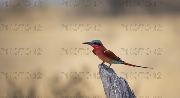 Scarlet Bee-eater (Merops nubicoides) sitting on a dead tree against a yellow background, Okavango