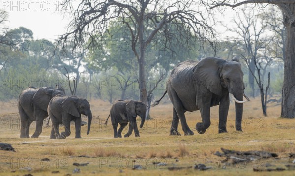 African elephant (Loxodonta africana), group with young, Okavango Delta, Moremi Game Reserve,