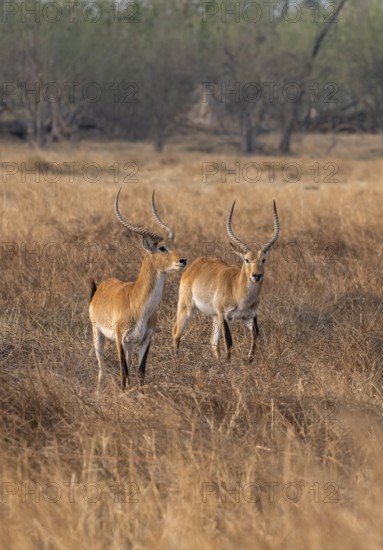 Letschwe or lychee moor antelope (Kobus leche), two animals in dry grass in the evening light,