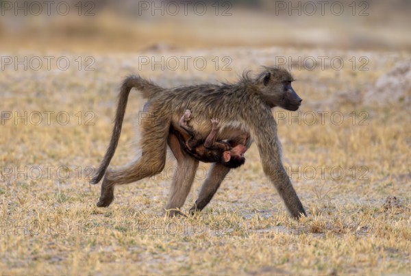 Bear baboons (Papio ursinus) mother suckling young, Third Bridge, Okavango Delta, Moremi Game