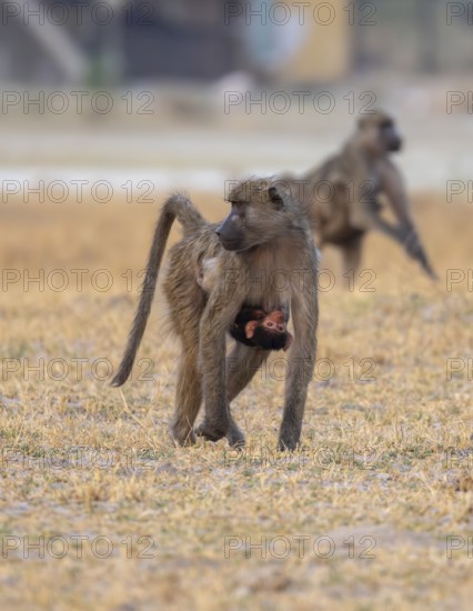 Bear baboon (Papio ursinus) young clinging to the mother's belly, running, Third Bridge, Okavango