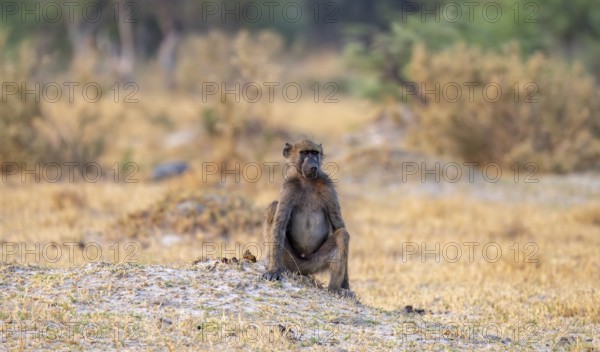 Bear baboon (Papio ursinus), adult male, in dry meadow, Third Bridge, Okavango Delta, Moremi Game