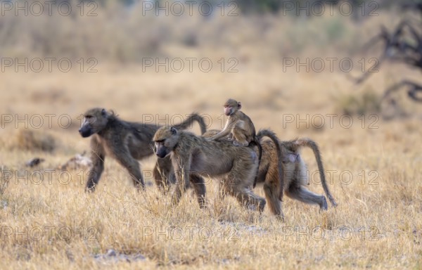 Bear baboons (Papio ursinus) young on the back of the mother, foraging, Third Bridge, Okavango