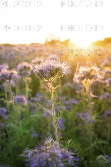 Chaotic beauty of a sea of flowers in the golden light of the evening, Gechingen, Landkeis Calw,