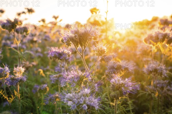 Purple flower field in the golden morning light at sunrise, quiet atmosphere, Gechingen, Landkeis