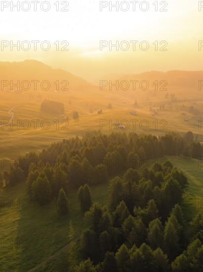 Hilly landscape in early sunlight with densely overgrown rows of trees, Alpe di Siusi, Dolomites,