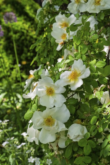 Rose, shrub rose, Münsterland, North Rhine-Westphalia, Germany