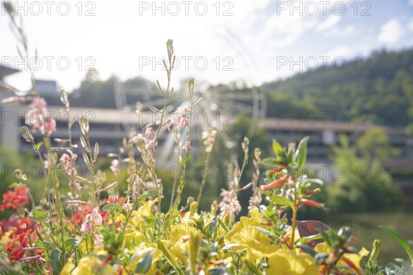 Flowers with Ferris wheel in the background on a bright summer day, Ferris wheel construction for