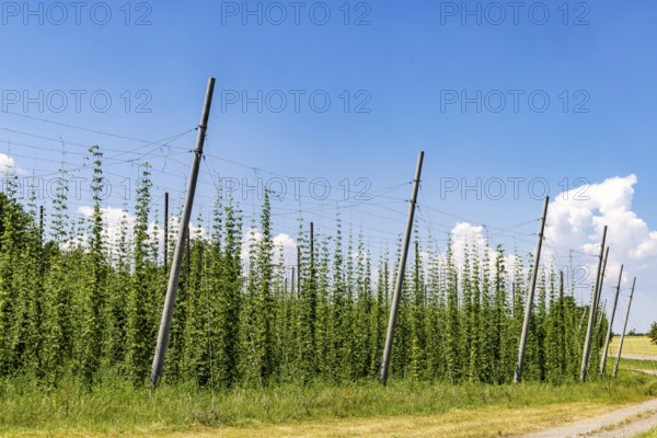Hop garden of the Hochdorfer Kronenbrauerei brewery. Hop growing in the Heckengäu in the northern