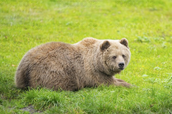 Eurasian Brown Bear (Ursus arctos arctos) lying on a meadow, Bavaria, Germany