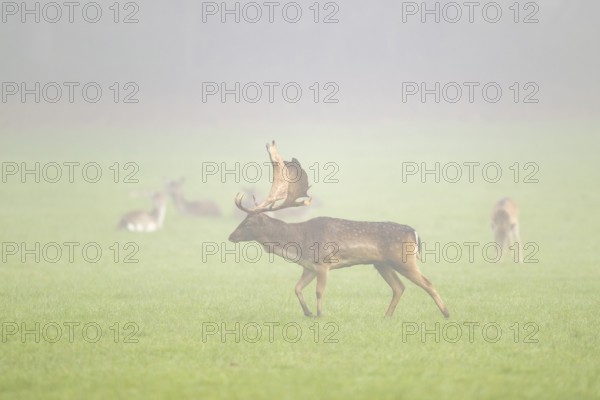European fallow deer (dama dama) buck with its pack during the mating season on a meadow on a foggy