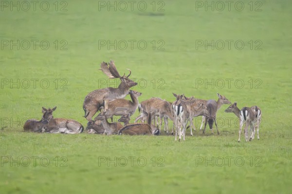 European fallow deer (dama dama) buck at the mating with his pack during the rutting season on a