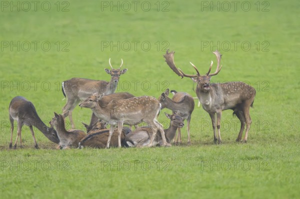European fallow deer (dama dama) buck with his pack during the rutting season on a meadow in