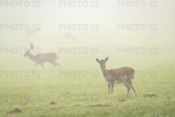 European fallow deer (dama dama) doe standing on a meadow on a foggy day in autumn, Bavaria,