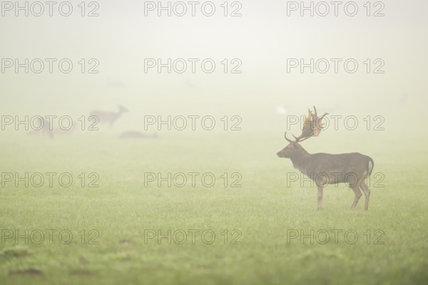 European fallow deer (dama dama) buck with its pack during the mating season on a meadow on a foggy