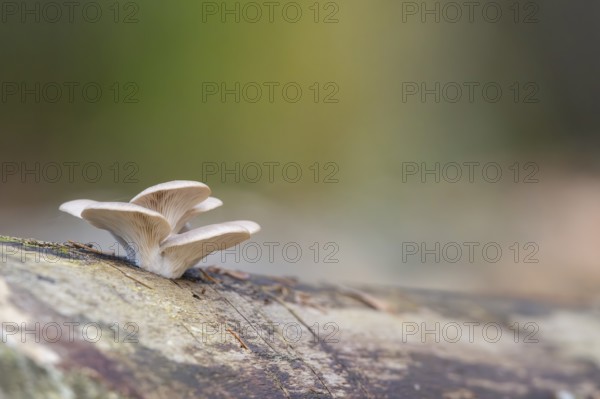 Oyster mushroom (Pleurotus ostreatus) growing an a European beech (Fagus sylvatica) tree trunk in a