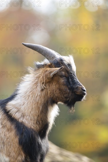Domestic goat (Capra hircus) in autumn, portrait, Bavaria, Germany
