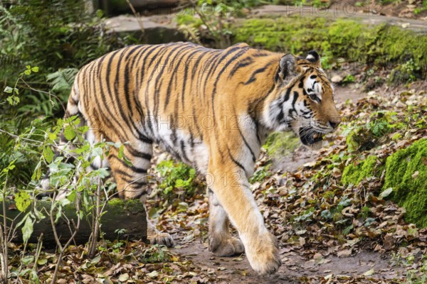 Siberian tiger or Amur tiger (Panthera tigris altaica) walking on the ground in autumn, captive,