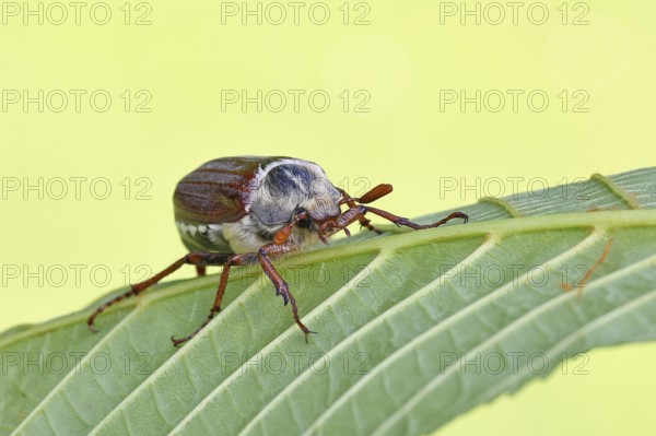 May beetle, wood cockchafer (Melolontha hippocastani), male, on leaf of a horse chestnut (Aesculus