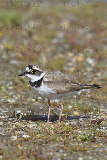 Little Ringed Plover (Charadrius dubius) adult bird standing on a gravel bank at the lakeshore,