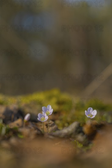 Nature photograph of wood sorrel (Oxalis acetosella) in spring, nature photo, flora, plant, flower,