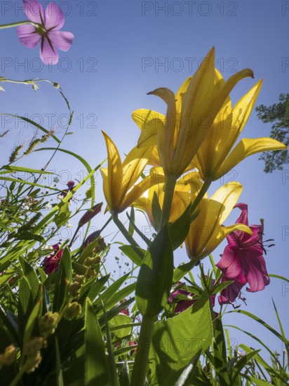 Yellow lily (Lilium cultorum) and purple lily (Lilium brownii var. viridulum), against a blue sky,