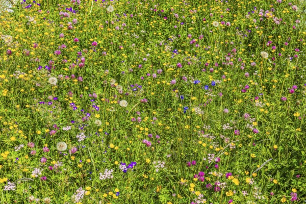 Flower meadow on an alp in the Zinal valley, Val d'Anniviers, Valais Alps, Canton Valais,