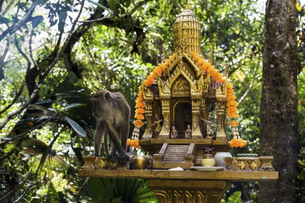 Monkey, macaque, Khao Sok National Park, Phang Nga, Surat Thani, Thailand