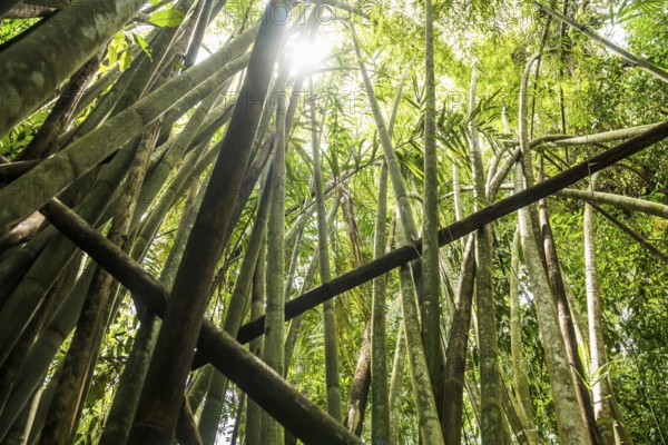 Jungle with giant bamboo, Khao Sok National Park, Phang Nga, Surat Thani, Thailand