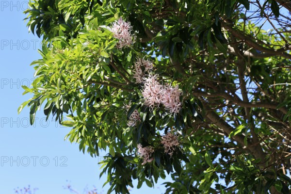 Calodendrum capense, Cape chestnut, Calodendrum tree, flower, flowering, Kirstenbosch Botanical