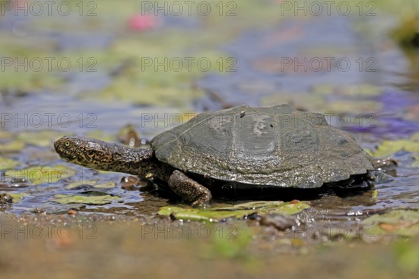 Pan Hinged Terrapin (Pelusios subniger), adult, in water, Kruger, Kruger National Park, South