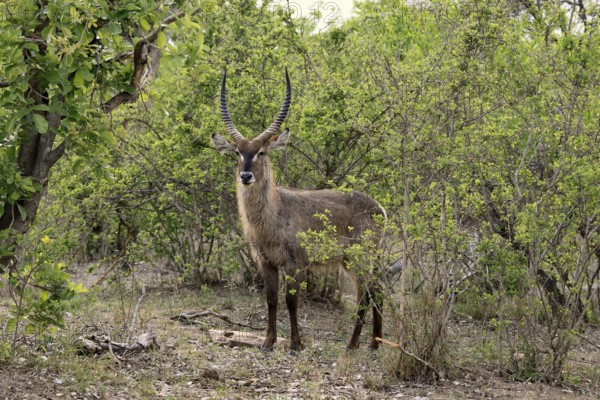 Ellipse waterbuck (Kobus ellipsiprymnus), adult, male, foraging, vigilant, Kruger, Kruger National