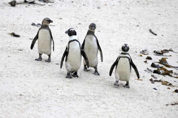 African penguin (Spheniscus demersus), adult, group, running, beach, Boulders Beach, Simonstown,