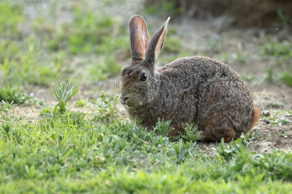 Bush hare (Lepus saxatilis), adult, foraging, alert, Montain Zebra National Park, Eastern Cape,