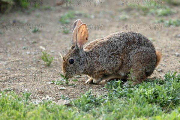 Bush hare (Lepus saxatilis), adult, feeding, foraging, alert, Montain Zebra National Park, Eastern