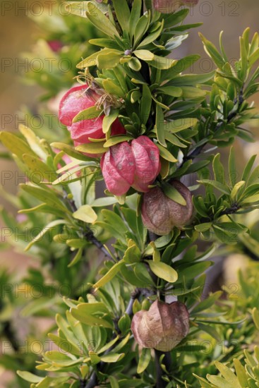 Chinese lantern tree (Nymania capensis), lantern flower, bush, flowering, flower, Karoo Desert