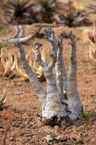 Cyphostemma juttae, plant, succulent, Karoo Desert Botanic Garden, Worcester, Western Cape, South