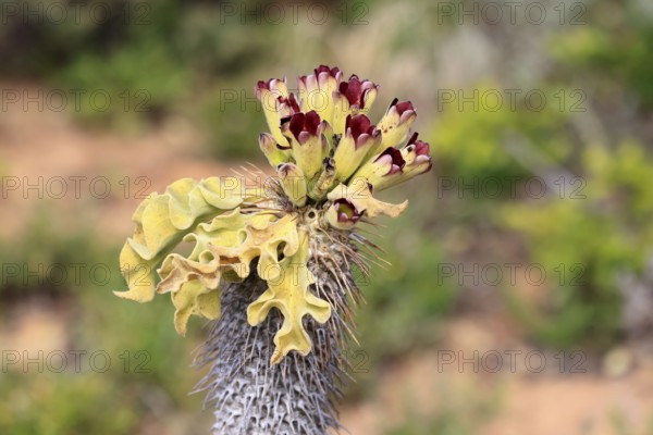 Cyphostemma juttae, plant, succulent, sprouting, Karoo Desert Botanic Garden, Worcester, Western